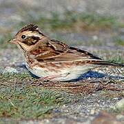 Rustic Bunting