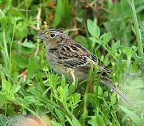 Grasshopper Sparrow