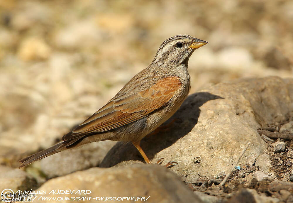 Bruant striolé femelle adulte, identification