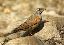 Striolated Bunting