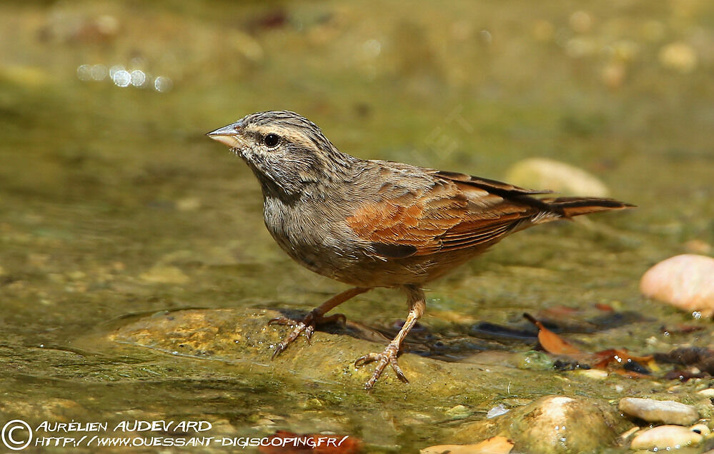 Striolated Bunting, identification