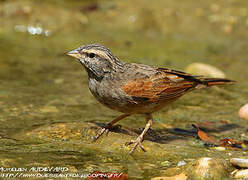 Striolated Bunting