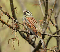 Cirl Bunting