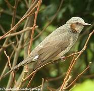 Brown-eared Bulbul