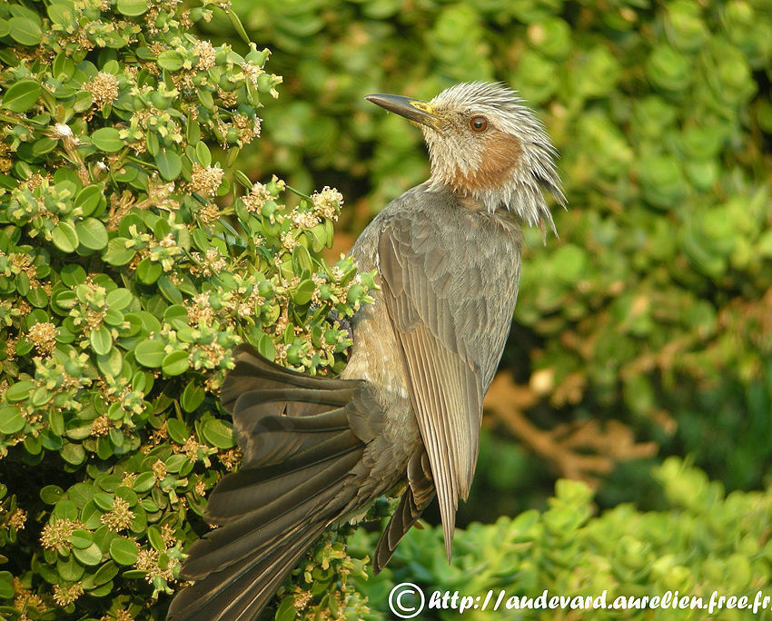 Bulbul à oreillons brunsadulte nuptial