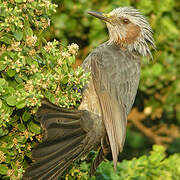 Brown-eared Bulbul