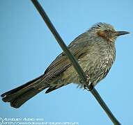 Brown-eared Bulbul