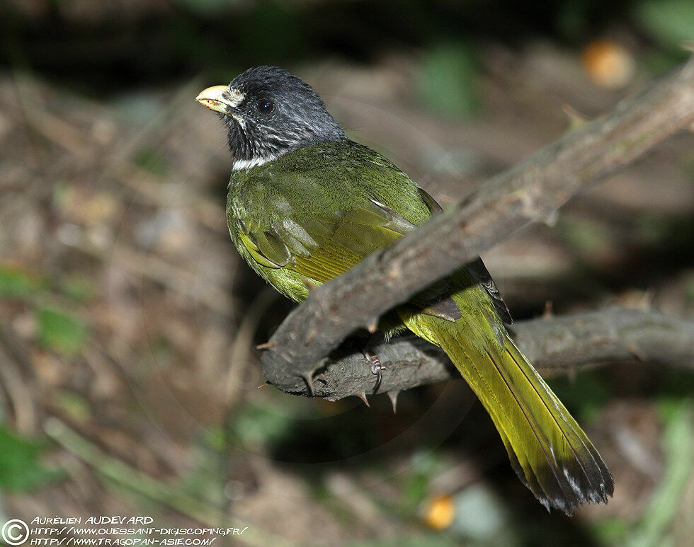 Bulbul à semi-collieradulte nuptial, identification