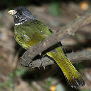 Collared Finchbill