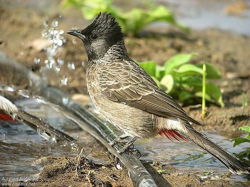 Red-vented Bulbul