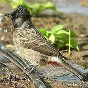 Red-vented Bulbul