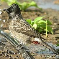 Bulbul à ventre rouge