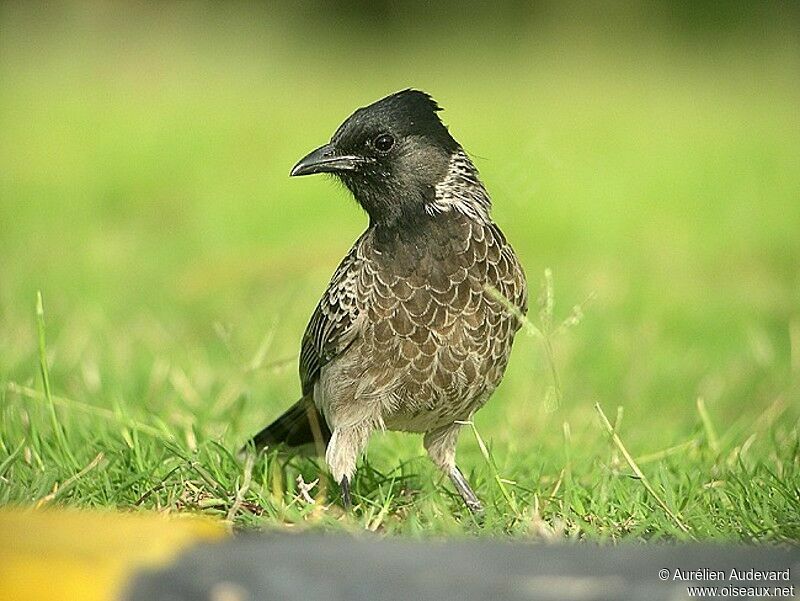 Bulbul à ventre rouge