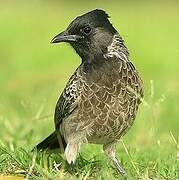 Red-vented Bulbul