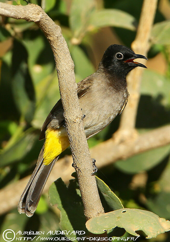 White-spectacled Bulbul