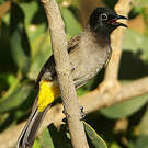 Bulbul d'Arabie