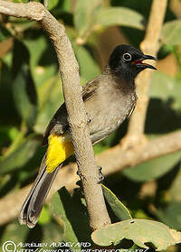 Bulbul d'Arabie