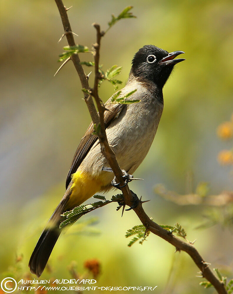 Bulbul d'Arabie