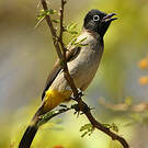 Bulbul d'Arabie