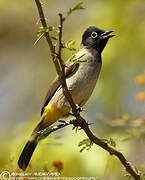 White-spectacled Bulbul