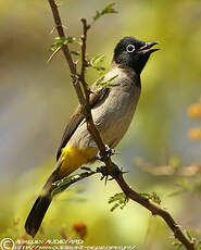 Bulbul d'Arabie