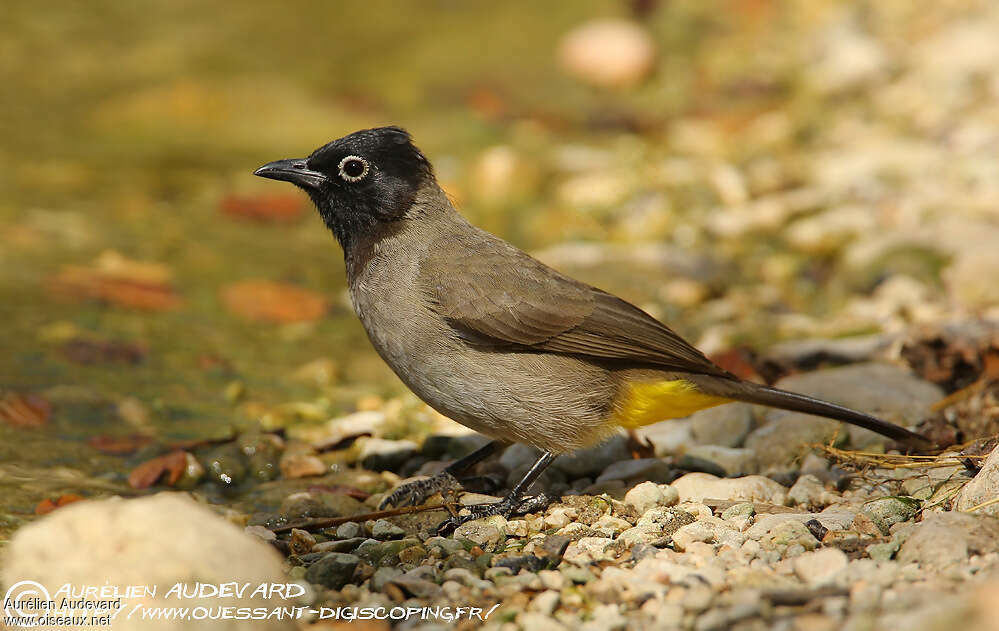 Bulbul d'Arabie, identification