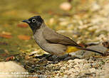 Bulbul d'Arabie