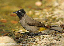 Bulbul d'Arabie