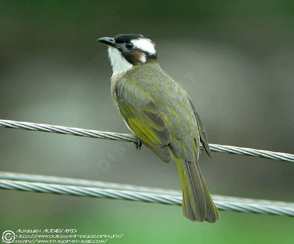 Light-vented Bulbul, identification