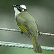 Bulbul de Chine