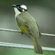 Light-vented Bulbul