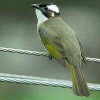 Bulbul de Chine