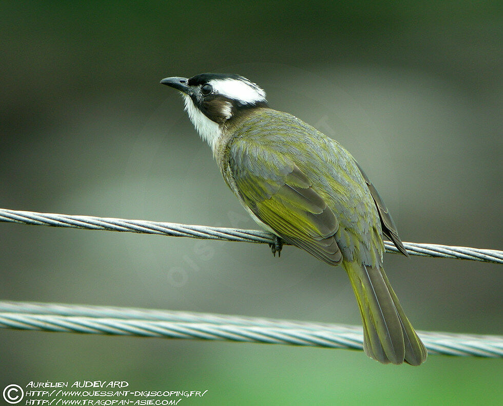 Bulbul de Chineadulte nuptial, identification