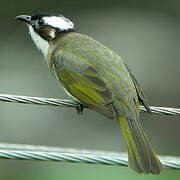 Light-vented Bulbul