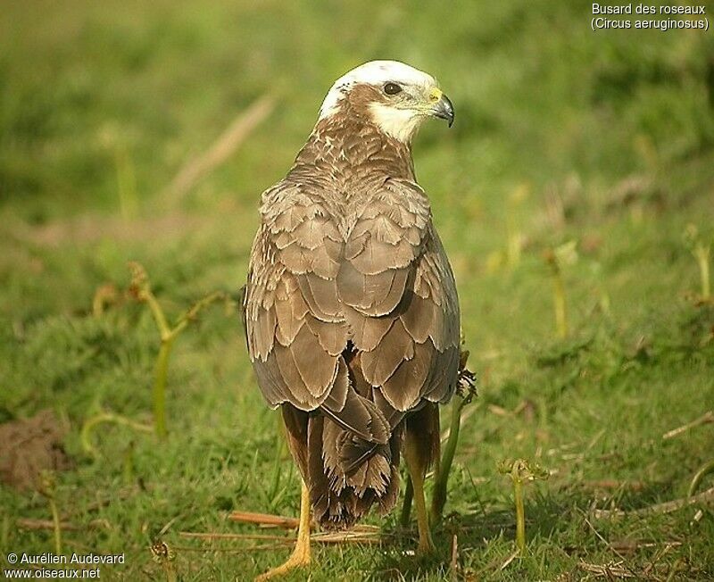 Western Marsh Harrier