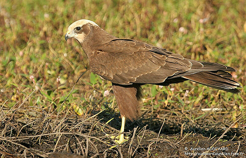 Western Marsh Harrier