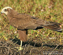 Western Marsh Harrier