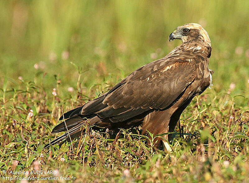 Western Marsh Harrier