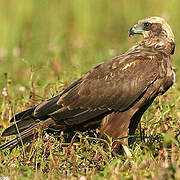 Western Marsh Harrier