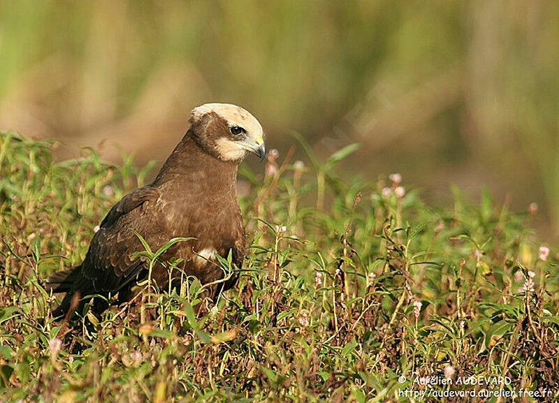 Western Marsh Harrier