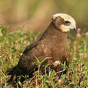 Western Marsh Harrier