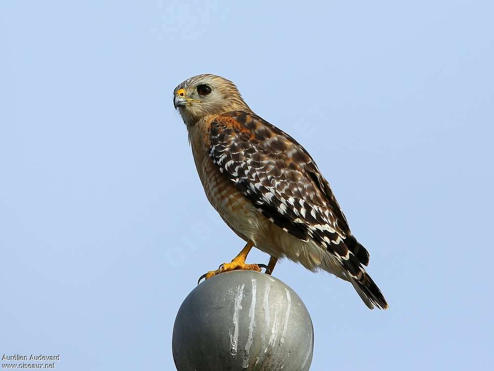 Red-shouldered Hawkadult, identification