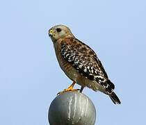 Red-shouldered Hawk