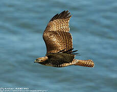 Red-tailed Hawk