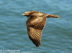 Red-tailed Hawk