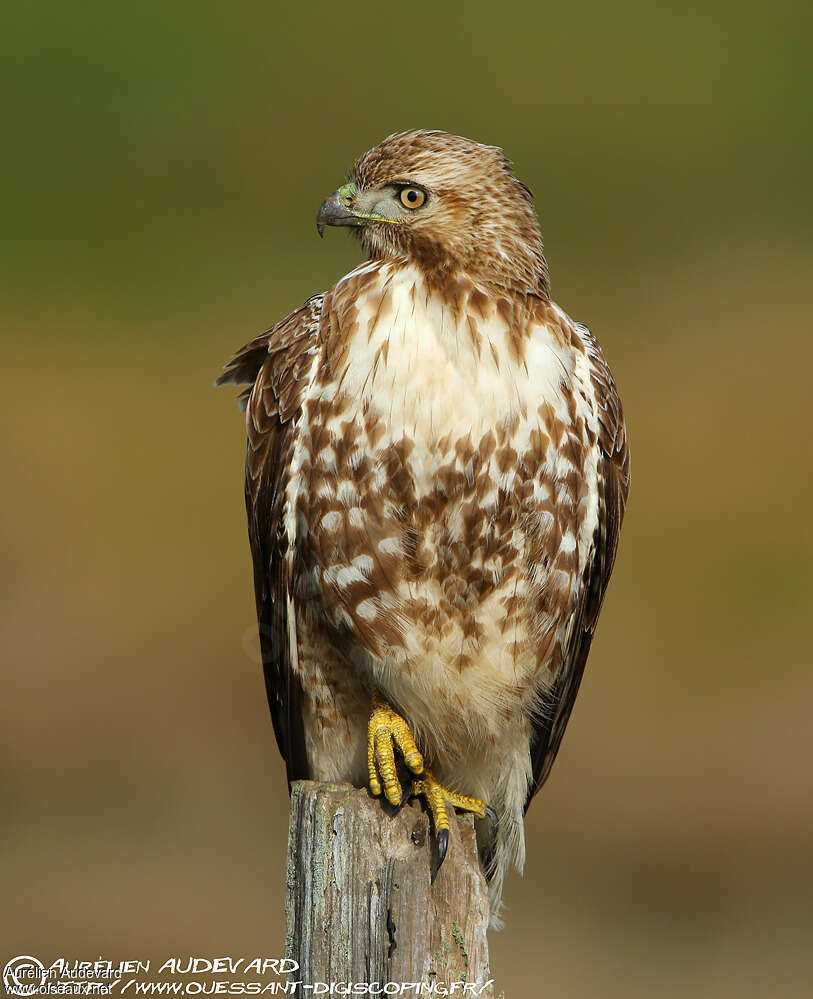 Red-tailed Hawk, identification