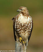 Red-tailed Hawk