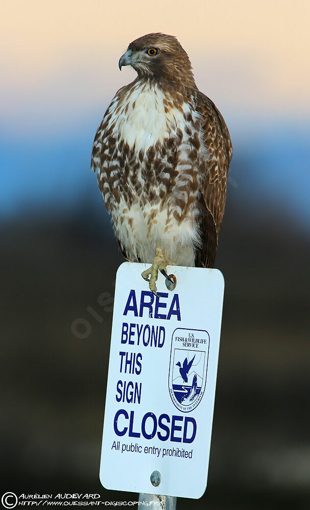 Red-tailed Hawk