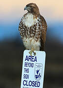 Red-tailed Hawk