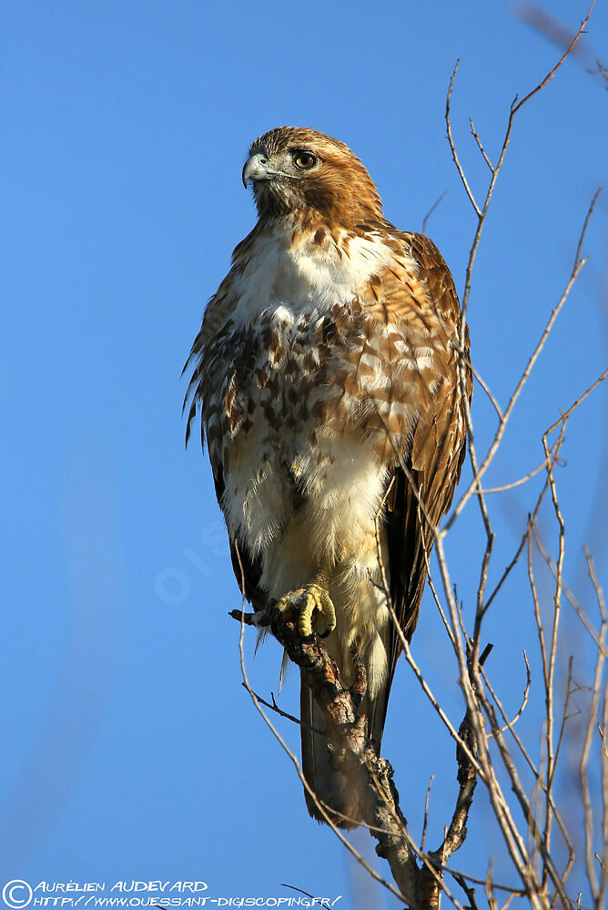 Red-tailed Hawk